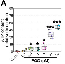 PQQ给药对体外ATP的影响
