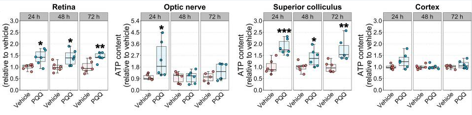 PQQ给药对体内视觉系统组织ATP水平的影响