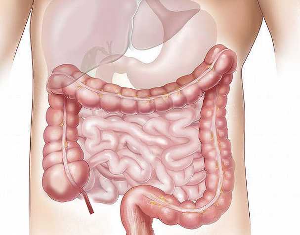NMN在肠道健康中的作用