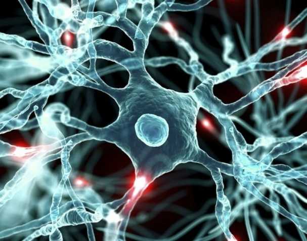 胞磷胆碱对大脑健康的显著益处