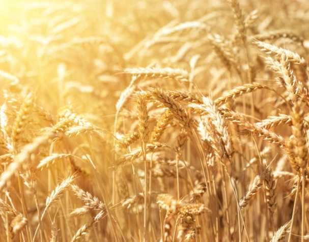 谷胱甘肽在多种非生物胁迫中的作用