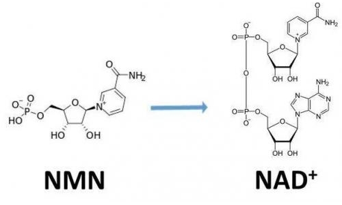 从生物学角度看NMN:为何能延缓衰老和提高免疫力？